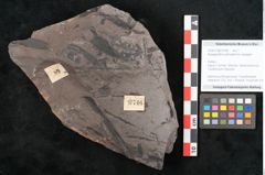 Foto (Objekt + Etikett) von Noeggerathia palmaeformis Goeppert (NHMW-GEO-2024-0188-10746)